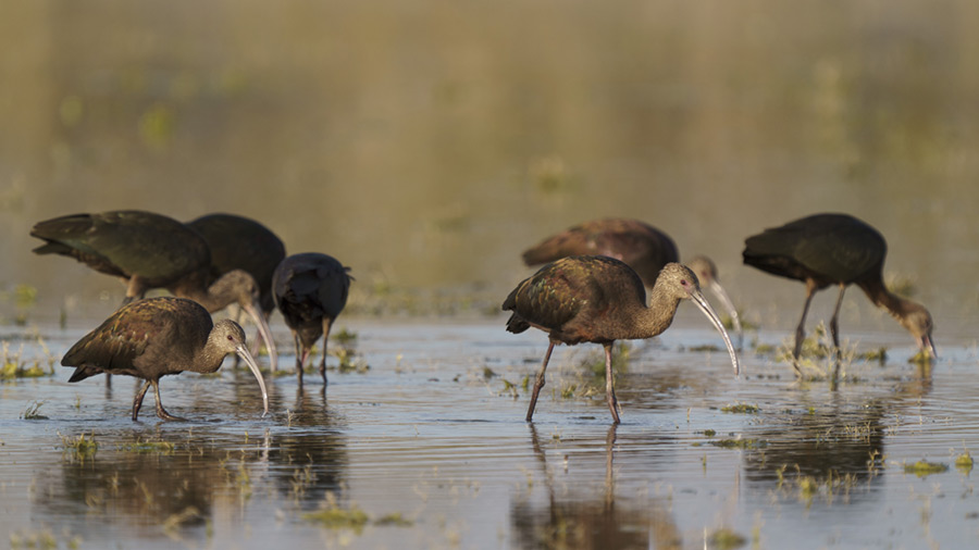 White-faced ibises walk through restored wetlands. White-faced ibises walk through restored wetlands.