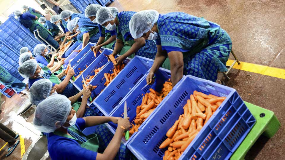 Workers in India sorting vegetables into bins. Workers in India sorting vegetables into bins.