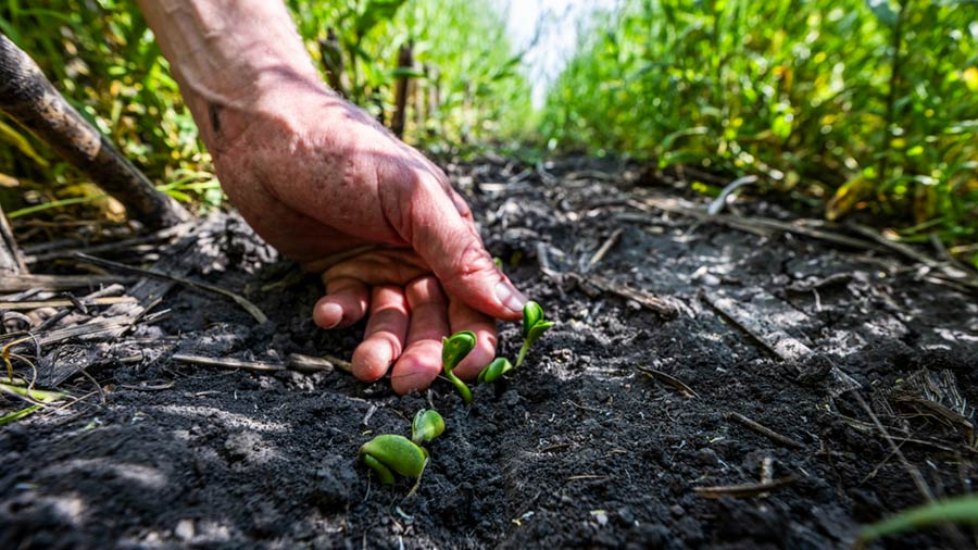 Plants grow out of soil on farmland. Plants grow out of soil on farmland.