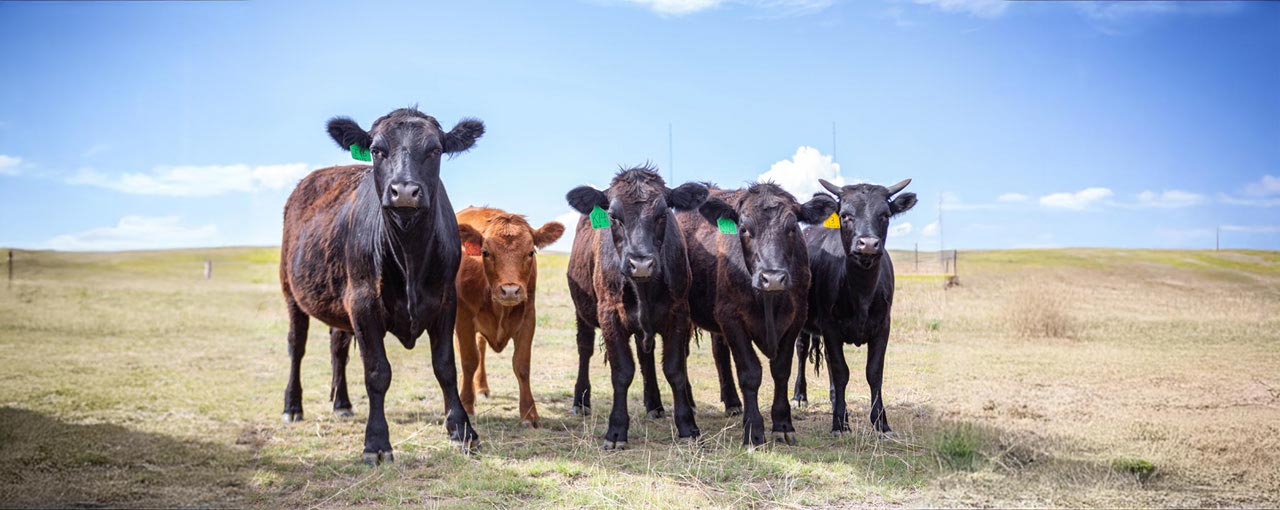 A group of cattle graze in a pasture.