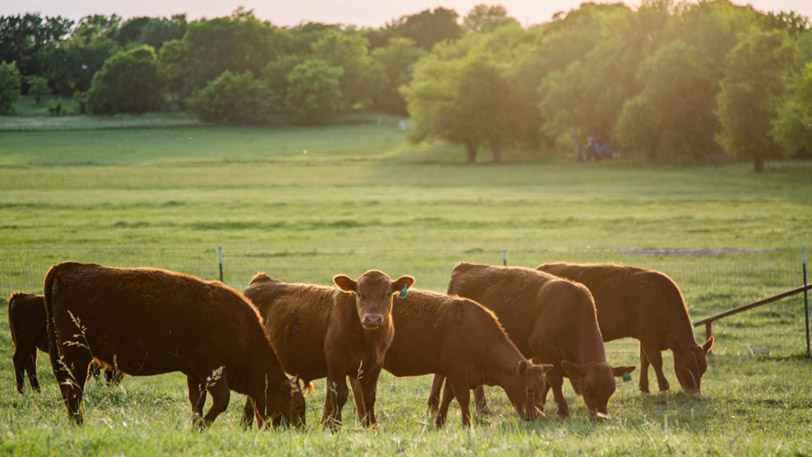 A group of cattle graze in a pasture. A group of cattle graze in a pasture.