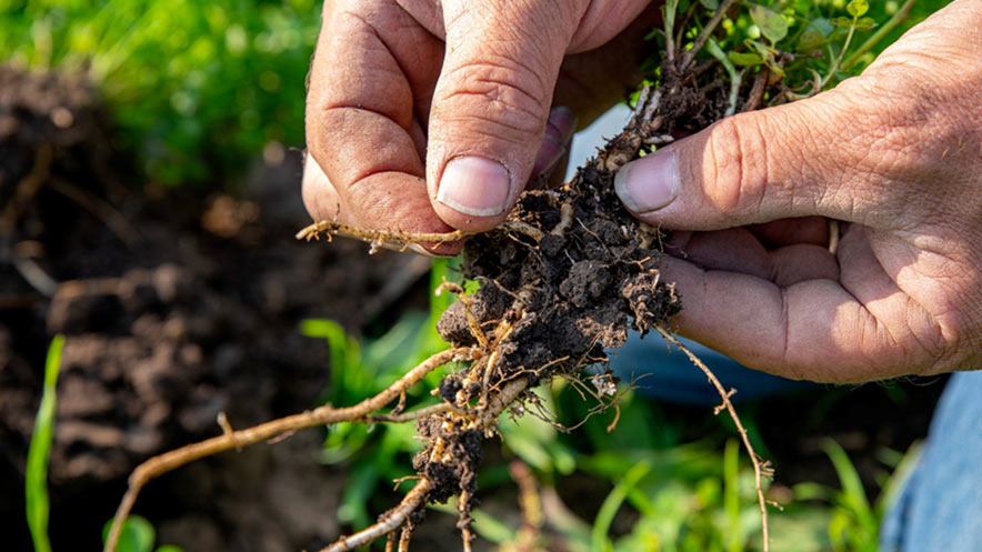 A farmer shows the healthy soil and roots of a plant. A farmer shows the healthy soil and roots of a plant.