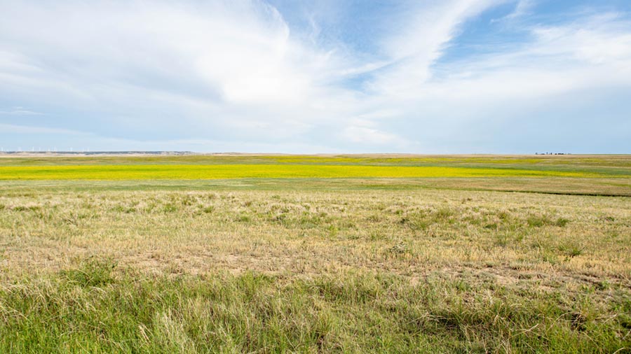A wide view of a pasture.
