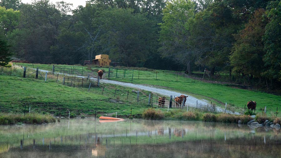 Livestock stand near a pond on farmland. 