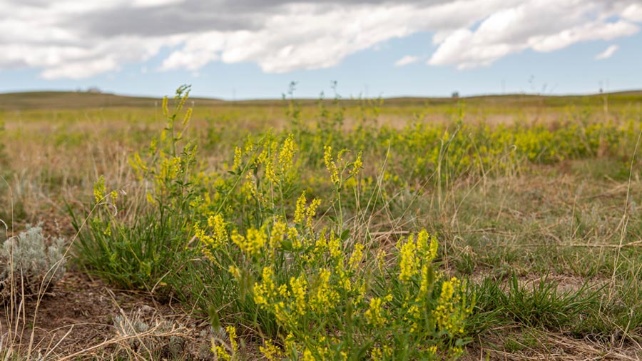Plants grow in a pasture. 