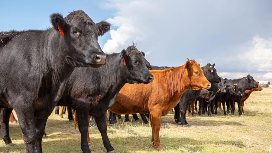 Cattle stand in a pasture. Cattle stand in a pasture.