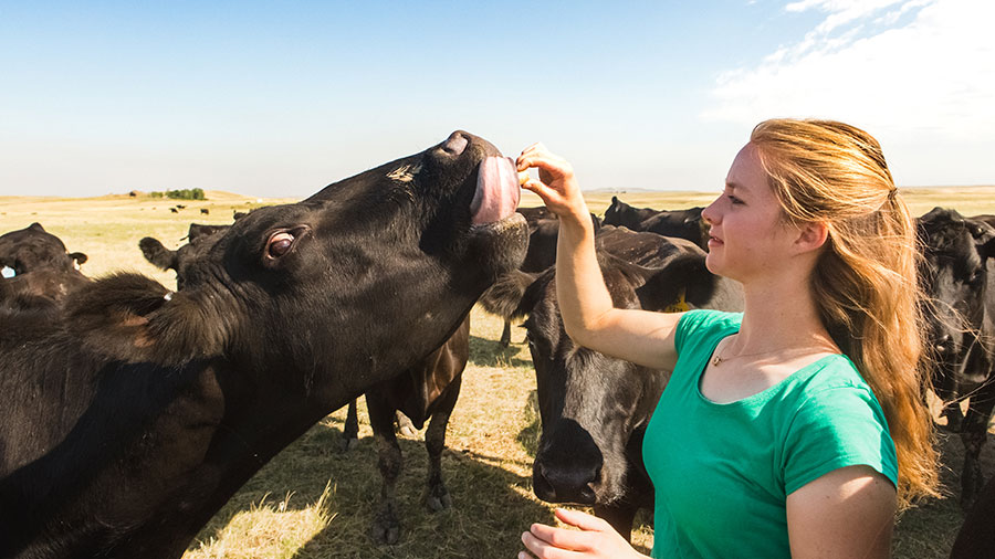 An aerial view of livestock on farmland. An aerial view of livestock on farmland.