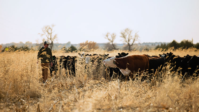 A rancher in a field with cattle. A rancher in a field with cattle.
