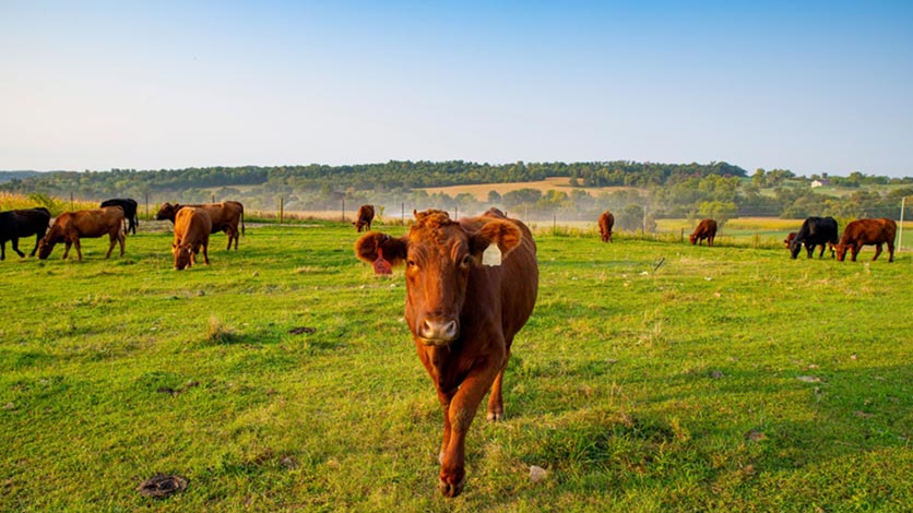 A group of cattle graze on healthy green grassland. A group of cattle graze on healthy green grassland.