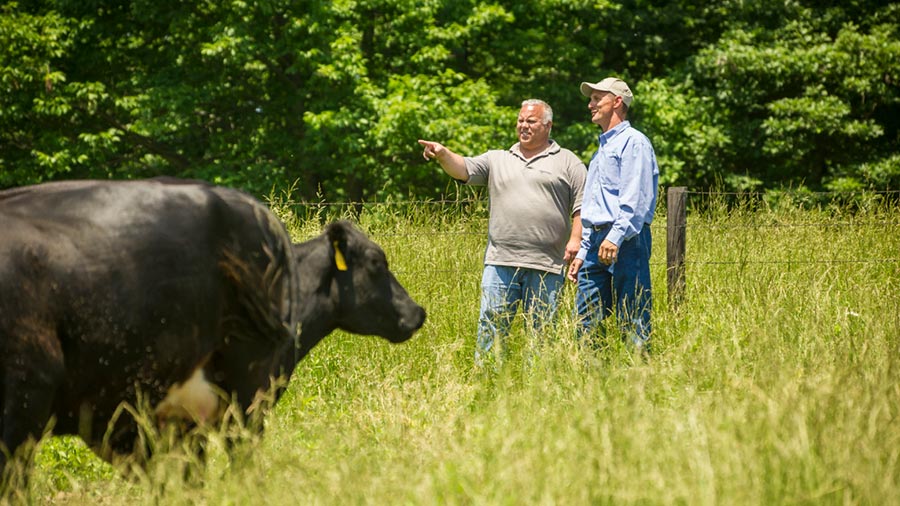 Two men stand in a field near cattle and talk. Two men stand in a field near cattle and talk.