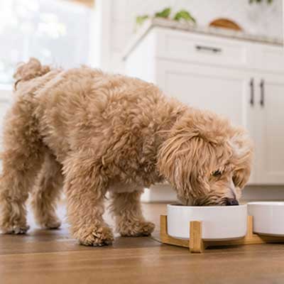 Pet Food Manufacturing Benefit - Image