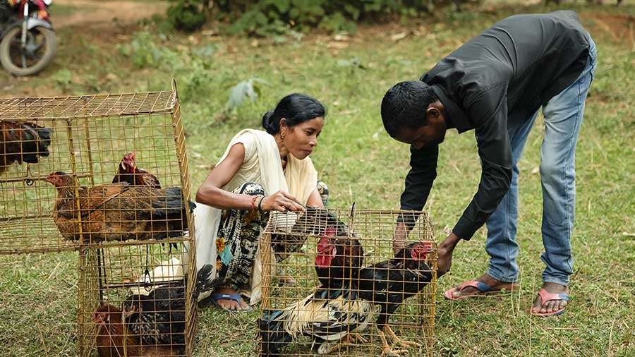 A woman smiles as she and a man look down at several chickens inside metal coops. A woman smiles as she and a man look down at several chickens inside metal coops.