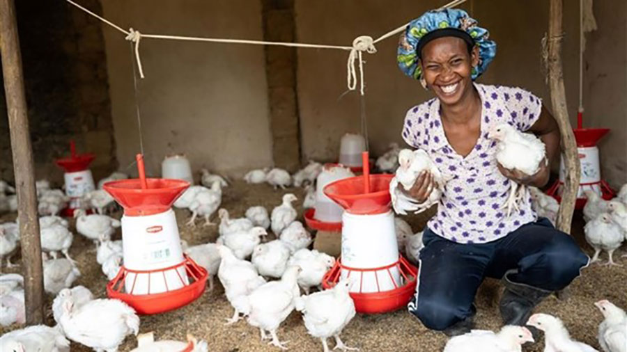 A female farmer kneels down and holds two white chickens amidst dozens of white chickens. A female farmer kneels down and holds two white chickens amidst dozens of white chickens.