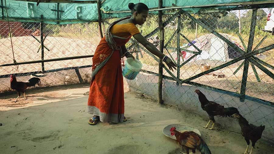woman in a yellow and red sari and dress feeds several chickens in a coop. woman in a yellow and red sari and dress feeds several chickens in a coop.