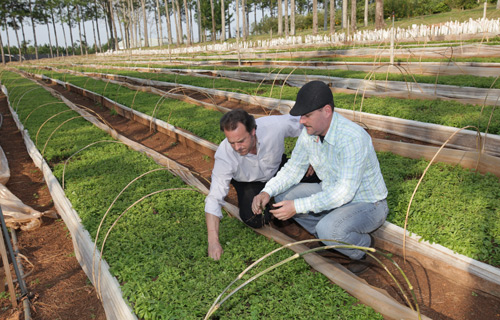 Two farmers kneel down to examine a crop of Stevia leaves. Two farmers kneel down to examine a crop of Stevia leaves.