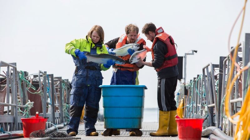 Three salmon farmers stand on a dock and examine three salmon. Three salmon farmers stand on a dock and examine three salmon.