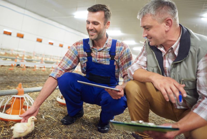 Two farmers kneel down to examine a chicken chick on the ground inside a large room. Two farmers kneel down to examine a chicken chick on the ground inside a large room.