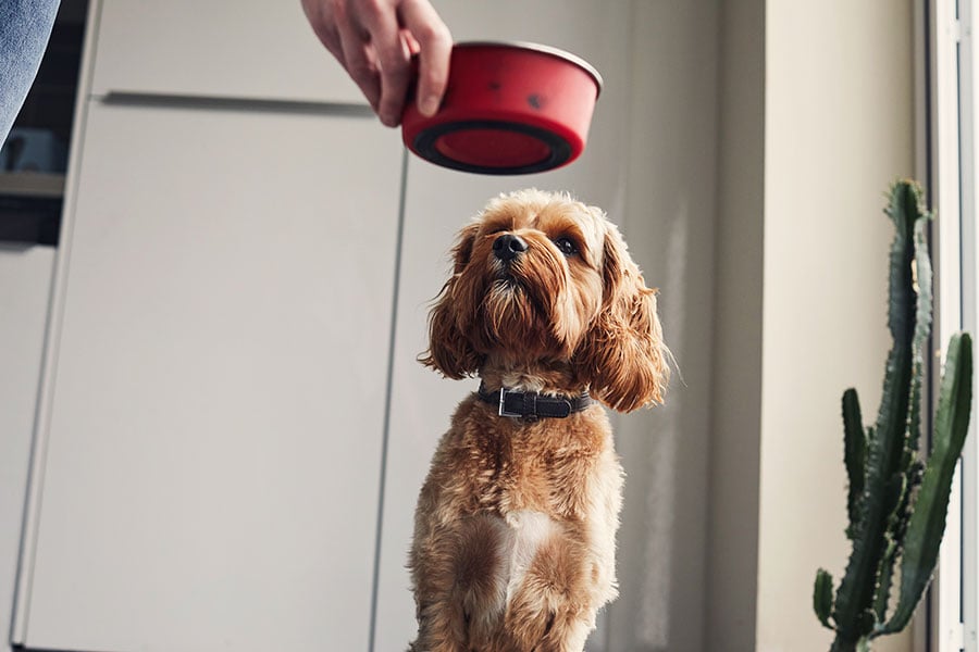 A small brown dog looks at a bowl of food being handed down by a person’s hand.