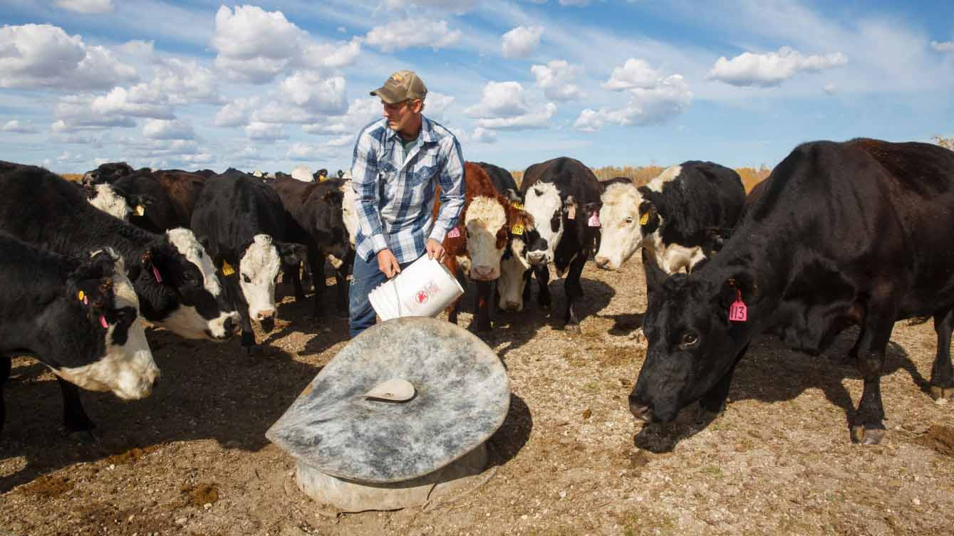 A rancher wearing a blue shirt, jeans and Brown hat uses a White plastic pail to feed a group of black and White cattle. A rancher wearing a blue shirt, jeans and Brown hat uses a White plastic pail to feed a group of black and White cattle.