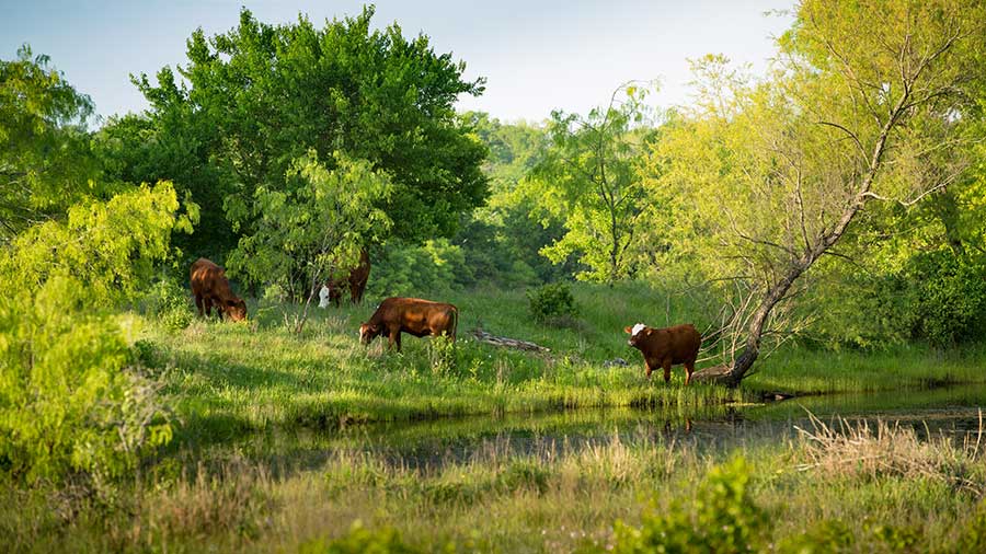 Several Brown cows graze on grass on a riverbank. Several Brown cows graze on grass on a riverbank.