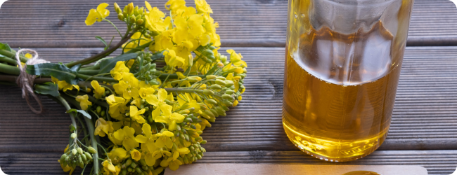 a glass bottle with rapeseed oil next to them are rapeseed flowers on a wooden table a glass bottle with rapeseed oil next to them are rapeseed flowers on a wooden table