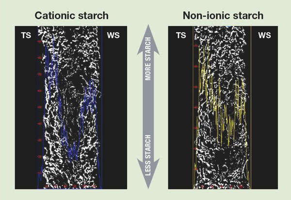 Binary pictures from microtome section (white areas are starch; starch distribution in Z-direction where the lines reveal starch intensity) Binary pictures from microtome section (white areas are starch; starch distribution in Z-direction where the lines reveal starch intensity)