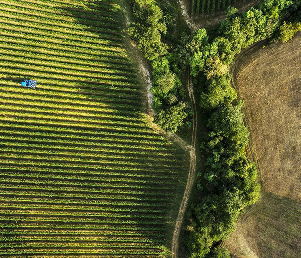 Starch: A key ingredient in decarbonization