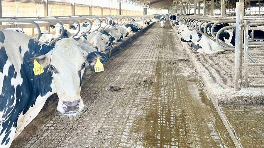 Two rows of dairy cows lie down inside a large building. Two rows of dairy cows lie down inside a large building.