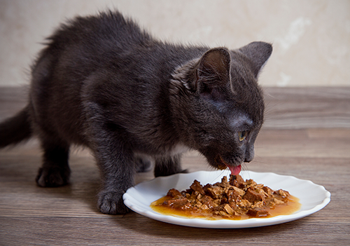 Postbiotics & Pet Premixes for Pet Food - TruPet™