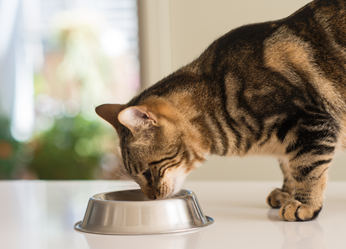 Postbiotics & Pet Premixes for Pet Food - Pet premix