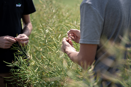 Regenerative agriculture: Working towards sustainability goals together
