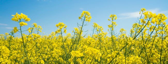 Rapeseed field