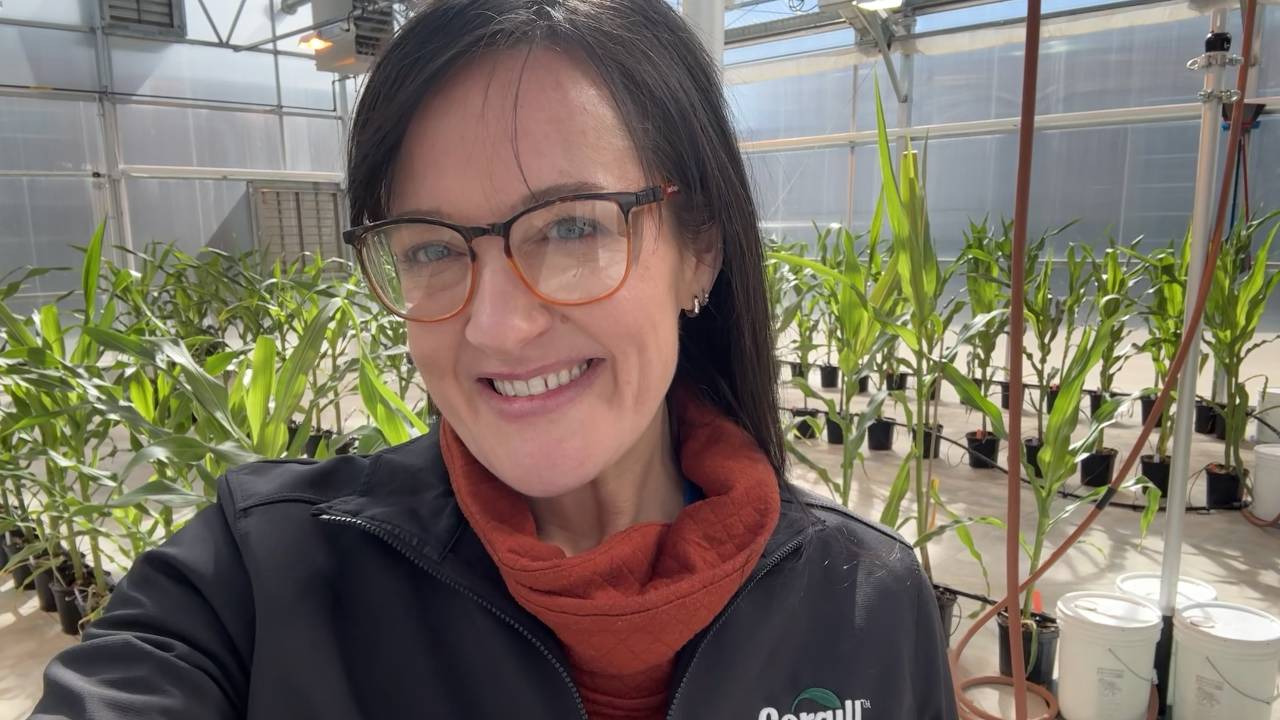 A Cargill crop innovation scientist stands in front of several rows of potted plants growing in a greenhouse. A Cargill crop innovation scientist stands in front of several rows of potted plants growing in a greenhouse.