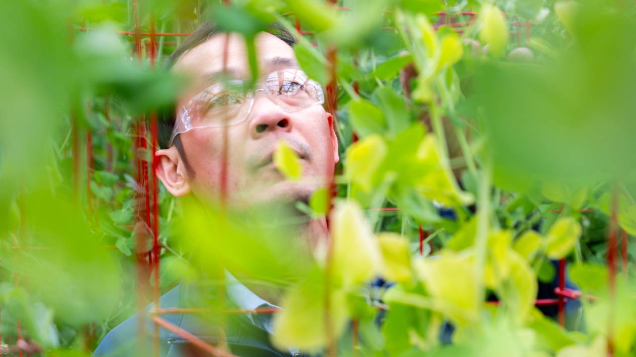 A Cargill crop innovation scientist examines plants. A Cargill crop innovation scientist examines plants.