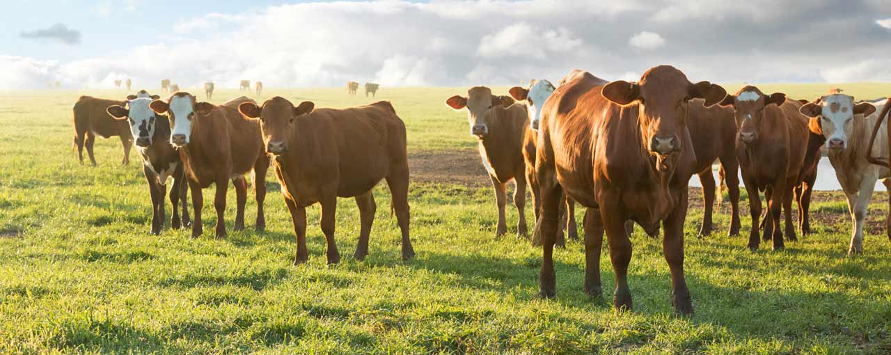 BeefUp Sustainability bg image