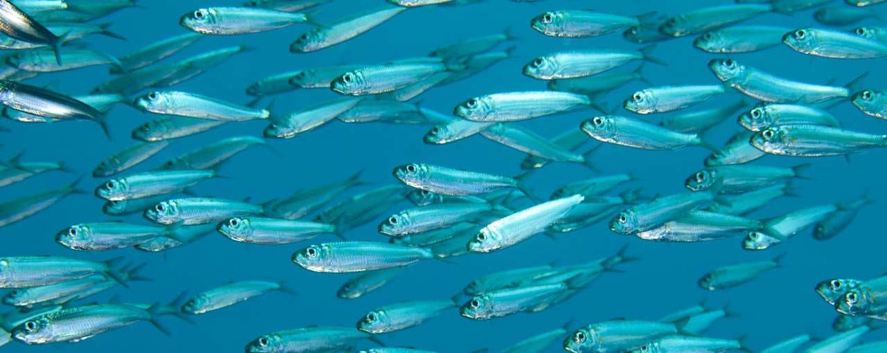 Marine biodiversity