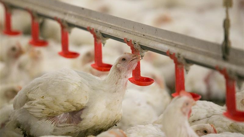 Dozens of chickens eat from red feeders in a large chicken coop. 