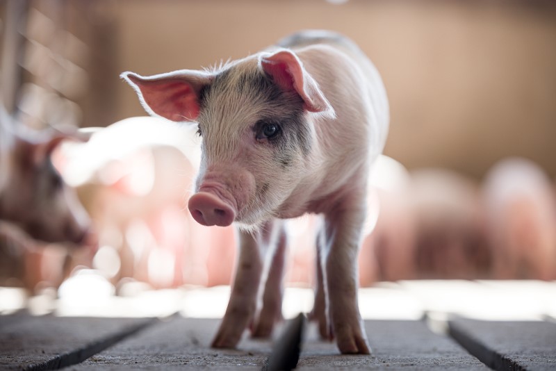 Connecting a food secure world