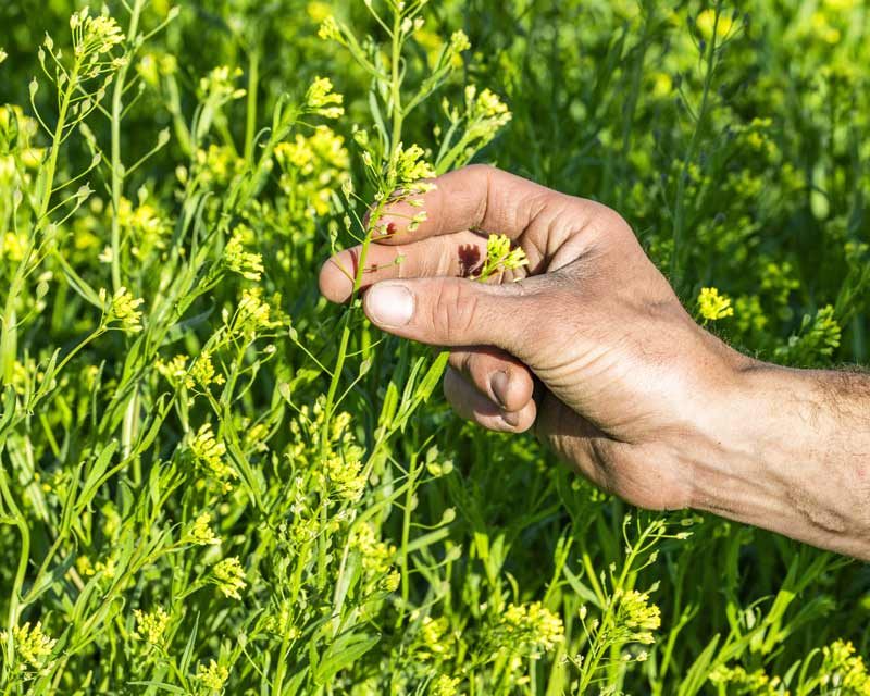 Connections that grow