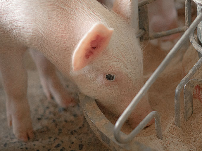 A piglet puts its snout down into a container of smooth feed. 