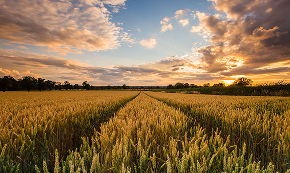 A field of wheat in the foreground with a sunrise in the background.  