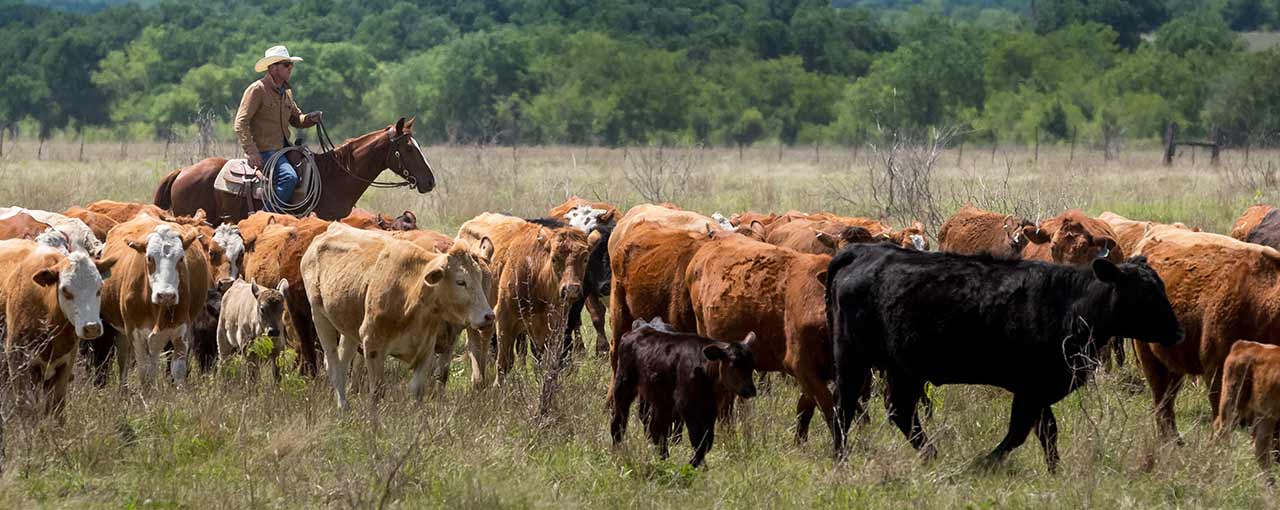 Cargill fördert Landwirte zur Förderung gesünderer Grasflächen und nachhaltiger Rindfleischproduktion