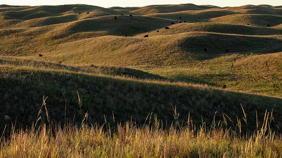 Sun shines down on rolling hills and grassland in South Dakota, where several cows graze.