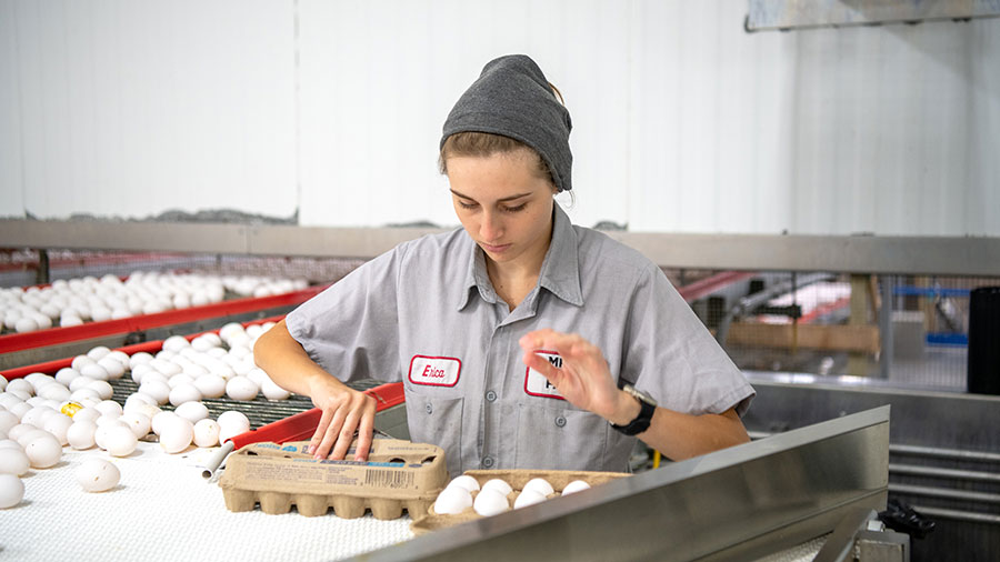 A female employee in a gray shirt and gray hat examines a carton of 12 eggs off a conveyor belt with hundreds of eggs. 