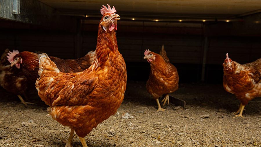 Several brown chickens walk across brown dirt.  
