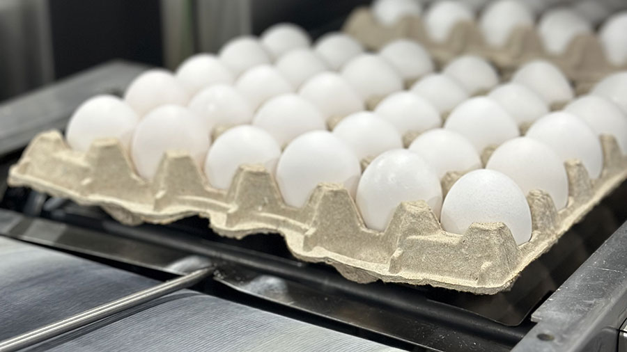 A large pallet of eggs comes off an assembly line. 