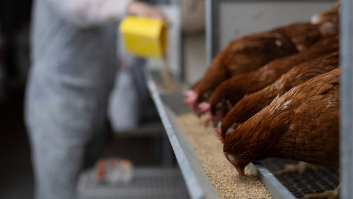 A Cargill formulator in a white coat pours feed into a trough for four brown chickens. A Cargill formulator in a white coat pours feed into a trough for four brown chickens.