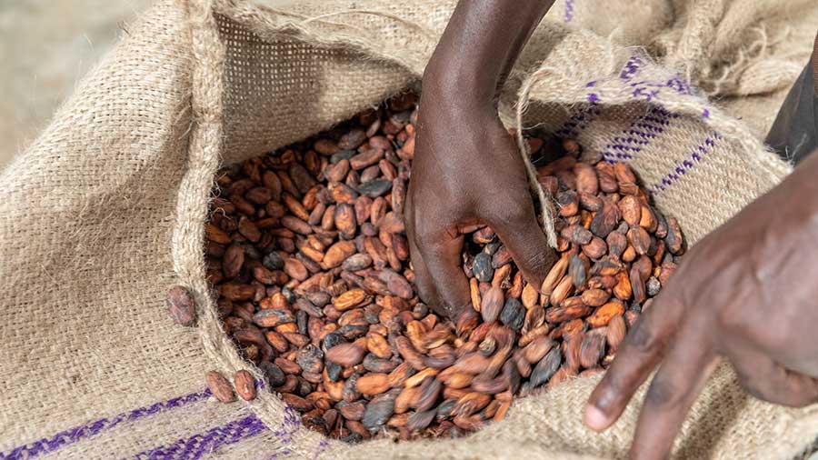 A Cargill employee reaches into a brown bag of cocoa beans.  