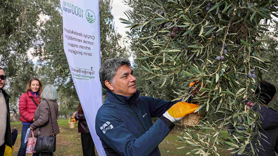 Murat Tarakçıoğlu, vice president and managing director for Cargill Food, Middle East, Türkiye and Africa, picks olives during a harvest festival at Ipek’s olive grove. 