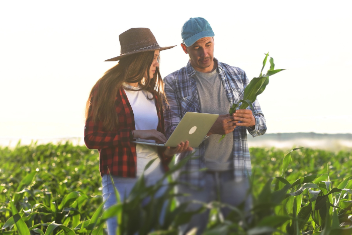 two farmers work in a field with corn